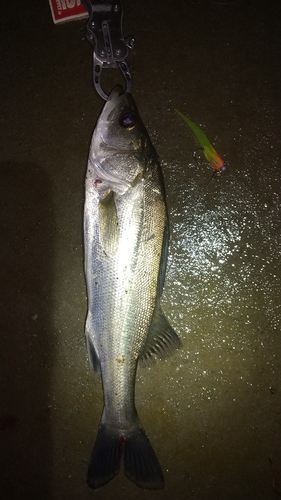 フッコ（マルスズキ）の釣果