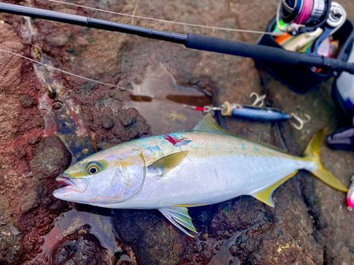 ヒラスの釣果