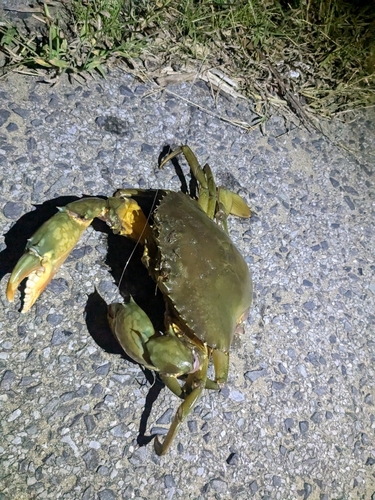 ノコギリガザミの釣果