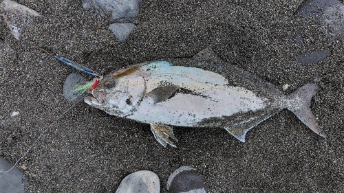 ショゴの釣果