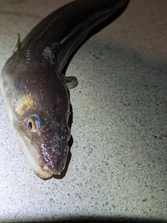 マアナゴの釣果