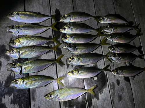 アジの釣果