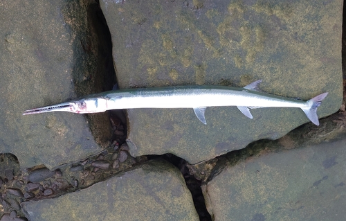 ダツの釣果