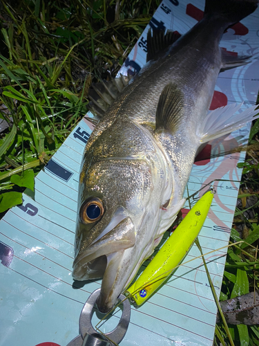 シーバスの釣果