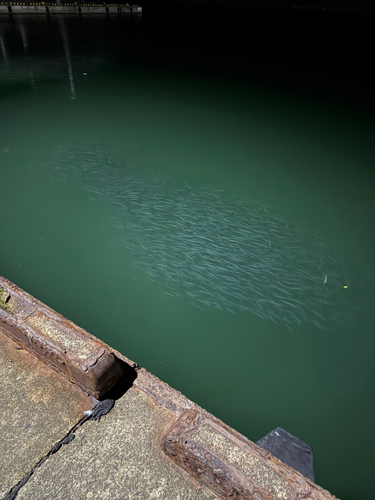 サヨリの釣果