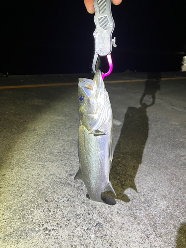 マルスズキの釣果