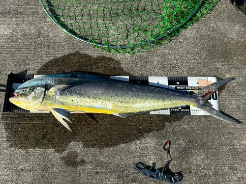 シイラの釣果