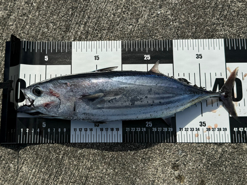 カツオの釣果