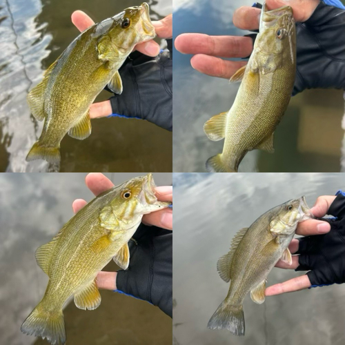 スモールマウスバスの釣果