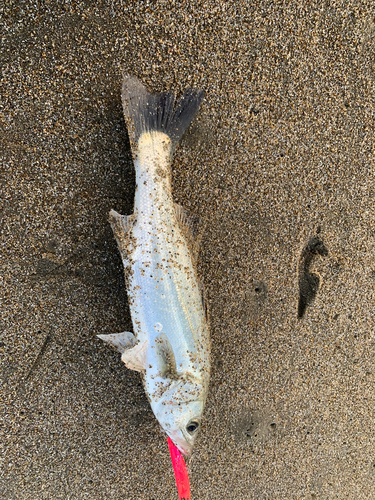 セイゴ（マルスズキ）の釣果