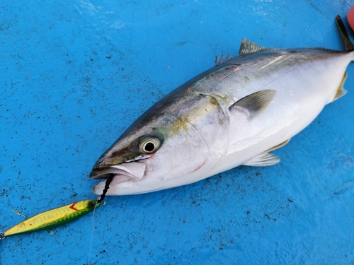 ワラサの釣果