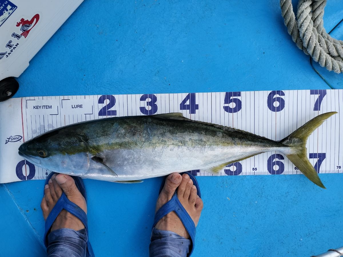 しん☆ちゃんさんの釣果 2枚目の画像