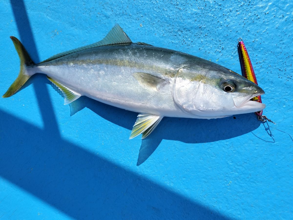 しん☆ちゃんさんの釣果 3枚目の画像