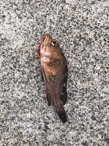 カサゴの釣果