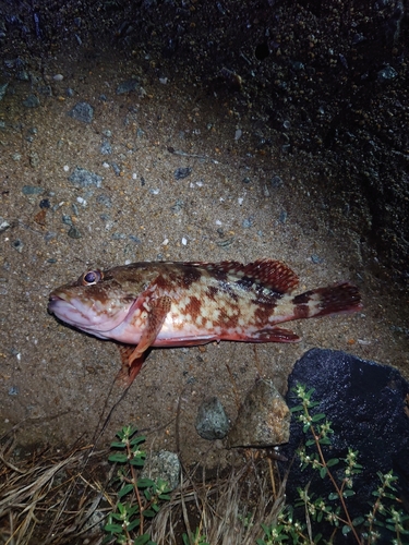 カサゴの釣果