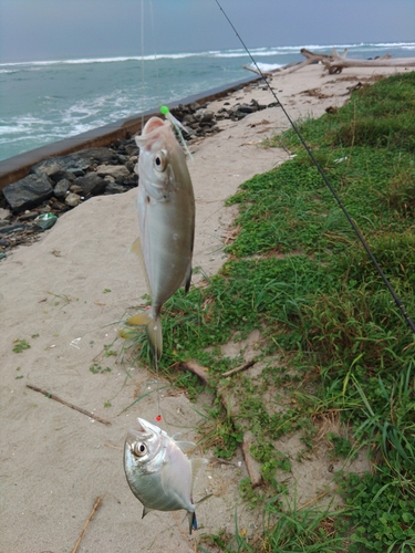 メッキの釣果