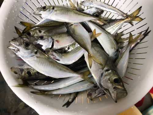 アジの釣果