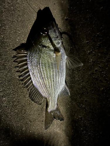 ミナミクロダイの釣果