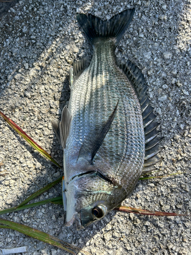 ミナミクロダイの釣果