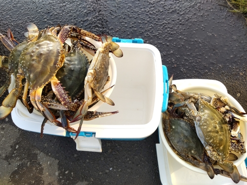 ワタリガニの釣果