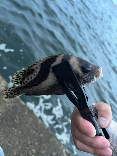 コショウダイの釣果