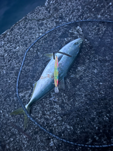 イナダの釣果