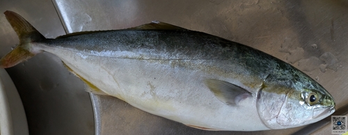 ツバスの釣果