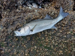 セイゴ（マルスズキ）の釣果