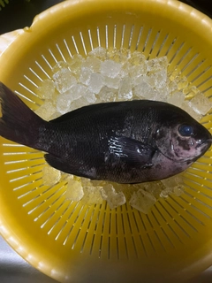 グレの釣果