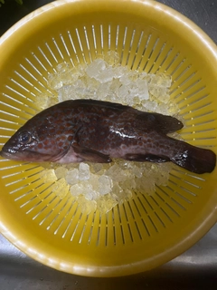 キジハタの釣果