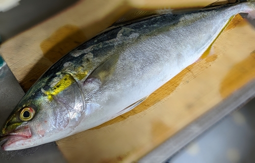 ツバスの釣果