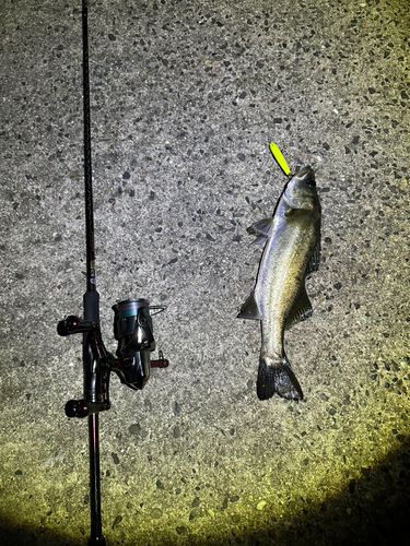 シーバスの釣果