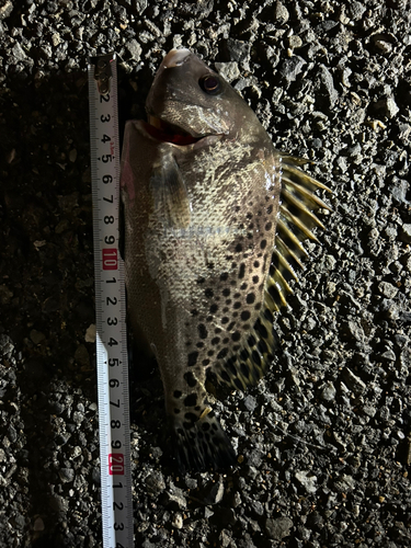 コショウダイの釣果