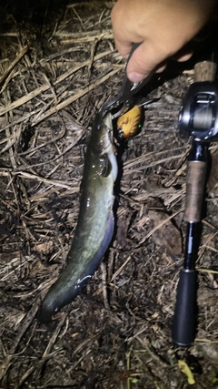 マナマズの釣果