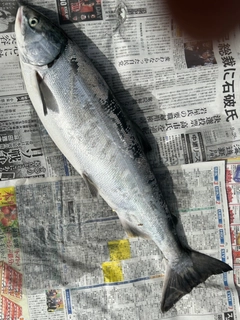 サケの釣果