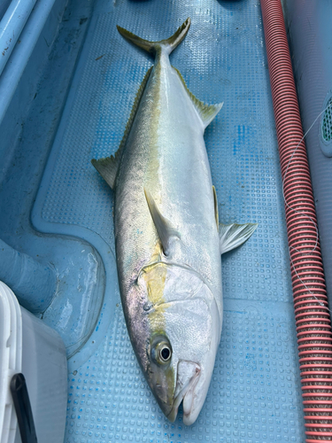 ヒラマサの釣果