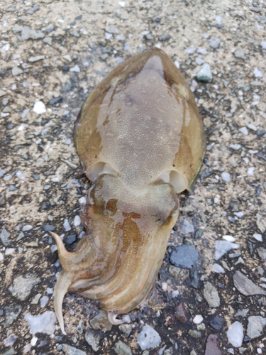 モンゴウイカの釣果