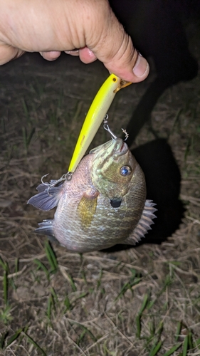 ブルーギルの釣果