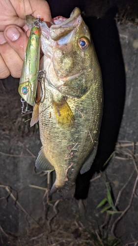 ブラックバスの釣果