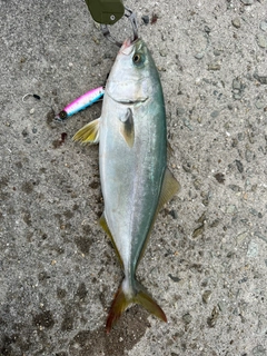 ツバスの釣果