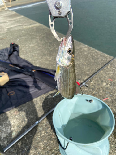 ソトイワシの釣果