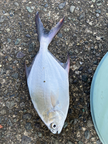 コバンアジの釣果