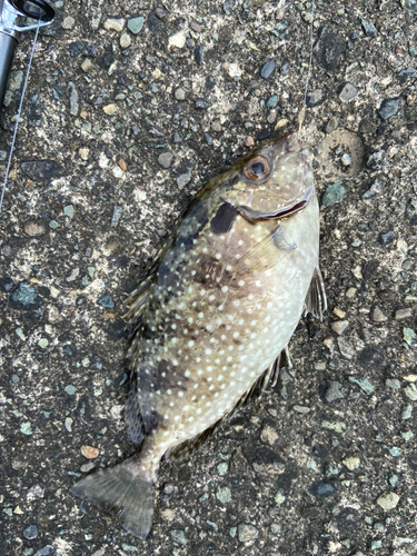 アイゴの釣果