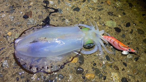 アオリイカの釣果