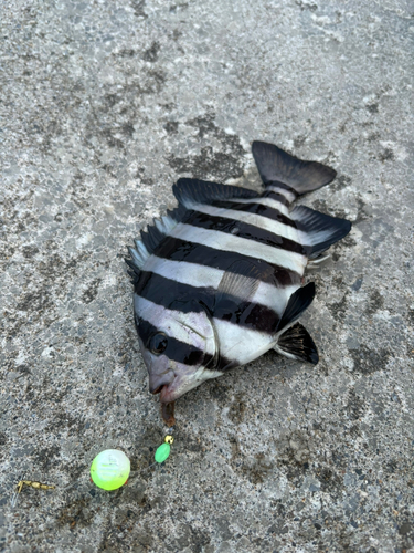 サンバソウの釣果