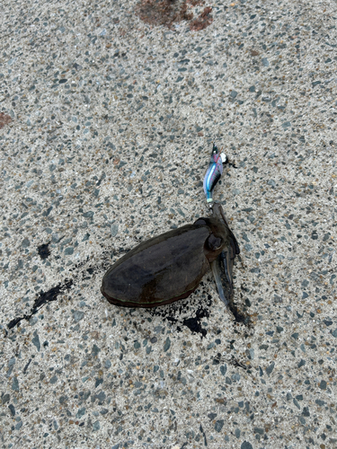 コウイカの釣果