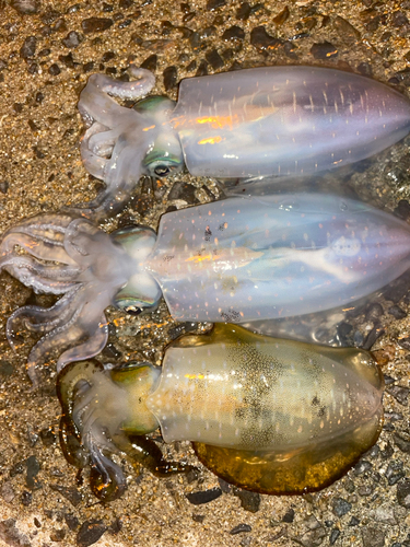 アオリイカの釣果