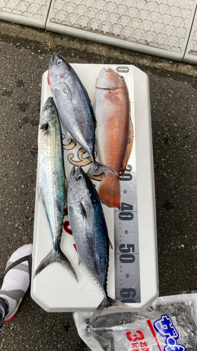 シロアマダイの釣果