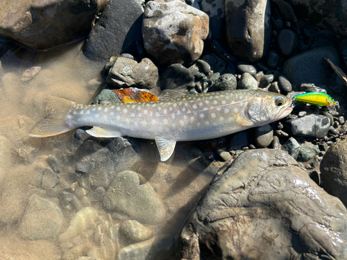 アメマスの釣果