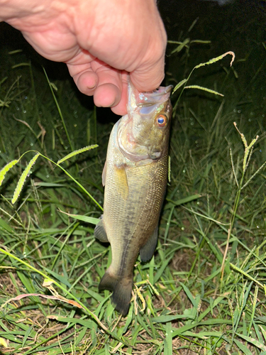 ラージマウスバスの釣果